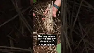 Where Did the Roots Go?! 🌱 🪱