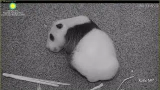 Mei Xiang and Precious 1.5 Pound Baby (Sep 16, 2020)
