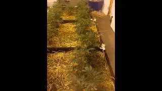 Organic Notill Cannabis, 4x8 beds, gavitas & blumats... Freshwater only. Part 2