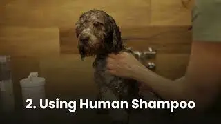 10 Common Dog Grooming Mistakes to Avoid | Must-Know Tips for Every Dog Parent!  #petgrooming