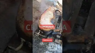 Свижина #pig #farm #food #село #animals #свини #сало #мясо #колбаса #деньги