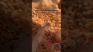 Cute Baby Kenyan Sand Boa Tries to Hide! 🐍 #snake #cute #cuteanimals #cutepets #funnyanimals #pets