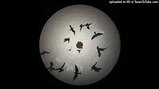 Ka Nui - Pasare