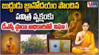 Sacred Bodhi Tree Where Buddha Attained Enlightenment Guarded by DSP-Rank Officer | Vigil News