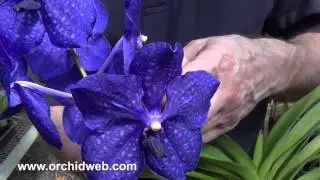 OrchidWeb - Vanda Pachara Delight