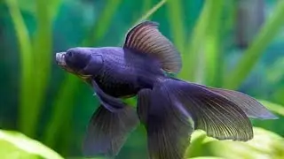 Treating my fish for ick