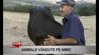 animale vandute pe nimic