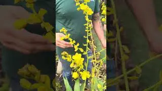 Conhe&ccedil;a a ORQU&Iacute;DEA com propriedade MEDICINAL #shorts