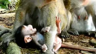 Really Poor Baby CARLINO Falling Down/ So Skinny & Weak/ Mom CANDY Has No Enough Milk to Breast-feed