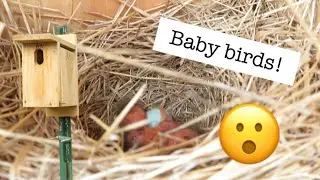 VLOG: Bird Nest Box Monitoring @ The Watershed!