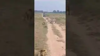 male lion attacks zebras in pairs