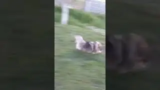 #shorts #dog #шпиц #счастье #собака #радость #скорость #speedcarracing #скоростная собака 🐶