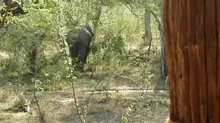 Elephant in a wild habitat. At Tree Tops Jungle Lodge. North of Yala National Park