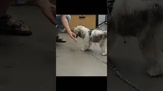 Puppy & Mom Training Day at Petco | 엄마랑 같이 배우는 펫코 훈련