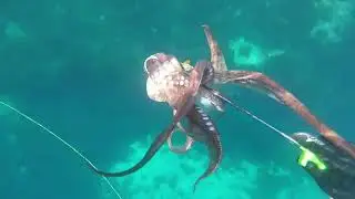 130th video - September dives 2025