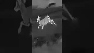 Testing the Hawkeye Ai15 thermal scanner by GTMedia looking for wildlife. Link in description