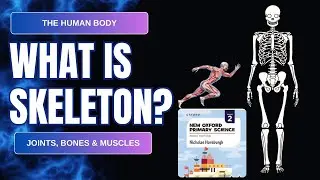 Human Body for Kids | Skeleton, Bones, Muscles & Joints | Class 2 Science | Oxford Primary Science