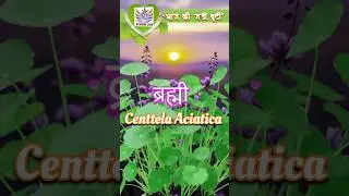आज की जड़ी बूटी 