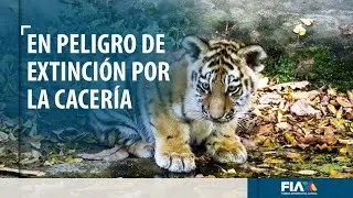 &iquest;Conoces este centro de conservaci&oacute;n del Edomex? &iexcl;Cientos de especies se salvan de la extinci&oacute;n!