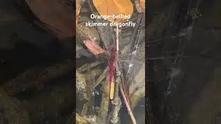 Orange-bellied skimmer (aka Carmine skimmer) dragonfly along Crash Boat Beach in Puerto Rico