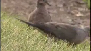Urban Wildlife: Bird Watching in the City