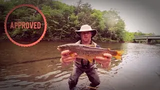 WILD Brown Trout - Battenkill Dry Fly Fishing