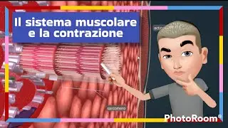 Il sistema muscolare e la contrazione
