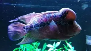 Red Dragon Flower Horn aka BUBBLES! Vs 15 BLOOD PARROTS,Silver AROWANA