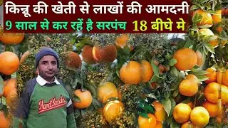 कीनू की खेती कसे करे  how to do kinnu farming  kinnu ki kheti kase kare eran tha money kinnu