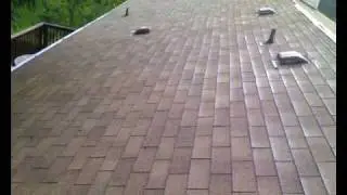 ROOF CLEANING and PRESSURE WASHING BELLEVUE WASHINGTON