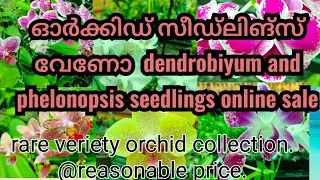 dendrobiyum and phelonopsis seedlings at reasonable rate. online sale available.