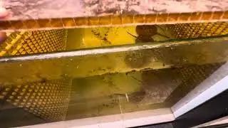 Аквариум на 4000 литров и жизнь в нем