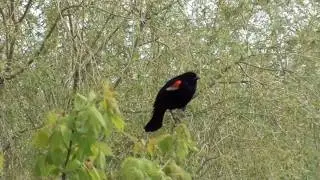 Red-winged Blackbird (Icteridae: Agelaius phoeniceus) Male Singing