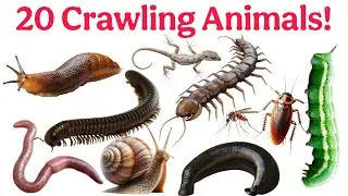 Crawling Name | 20 Crawling Animals | Learn Animal Names in English & Hindi Vocabulary