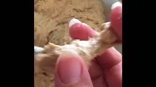 How To Make Whole Wheat Bread