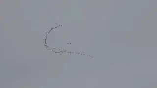 Greater White-fronted Geese