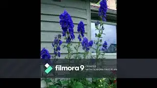 Aconitum(Or Aconitine) Poison