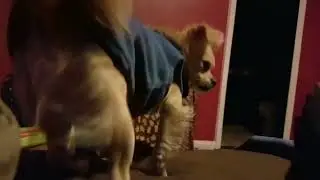 Mr. Peanut feeling frisky in his new high performance fleece