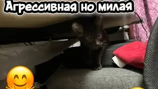 АГРЕССИВНАЯ НО милая МОЯ КОШКА астра🔥💎 🐈‍⬛ (2 часть кошки)