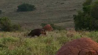 Unforgettable Brown Hyena Sighting at Amakhala Game Reserve