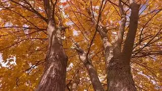 3 Hours Deep Meditation Music 🌿 Relax, Breathe & Let Go