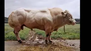 САМЫЕ УЖАСНЫЕ ПОРОДЫ КОРОВ. ТОП-3