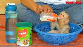 Good Health Monkey, Cute Baby Monkey Nina Drinking Milk With Big Milk Bottle In Basket
