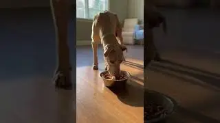 Starving Dog's First Full Meal