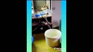 Продолжаем запускать аквариум на 250 литров #аквариумдома #aquarium #fish #love