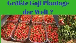 Gr&ouml;&szlig;te Goji Plantage der Welt in Marokko ?