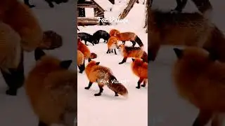 Fox Village Japan #fox #foxseason #cutejapan #snow