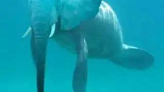 Animais Raros