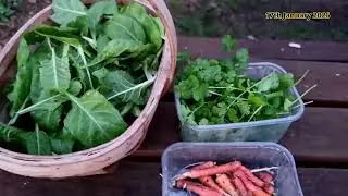 Harvest 17th January 2026 #coriander #mint #carrot #spinach