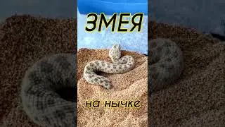 Змея на Нычке #shorts